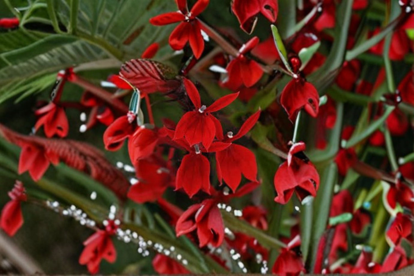 Lobelia Starship Lobelia cardinalis Perennial Plant - Upright Red Blooms for Sun to Partial Shade