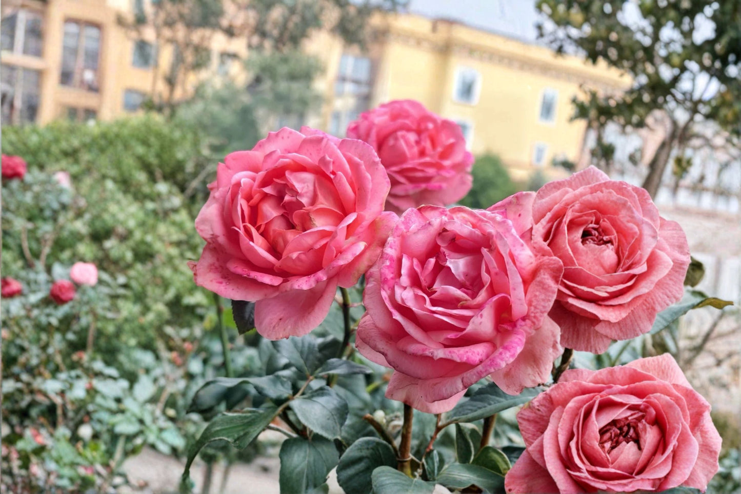 Bijou Corail Rose Live Plant – Deep Pink Fragrant Delbard Garden Rose