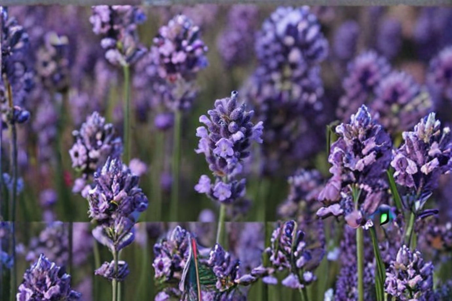 Super Blue Lavender Plant – Lavandula angustifolia ‘SuperBlue’ Perennial Herb with Purple-Blue Blooms