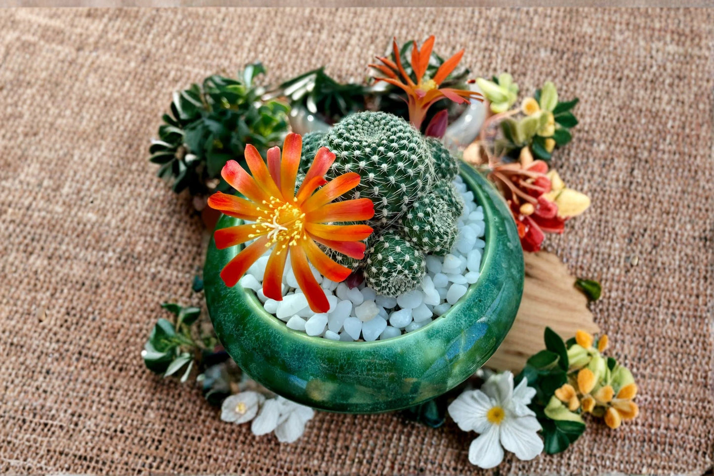 Rebutia Salmon Sandwich Cactus Plant – Small Clustered Succulent for Indoor Containers