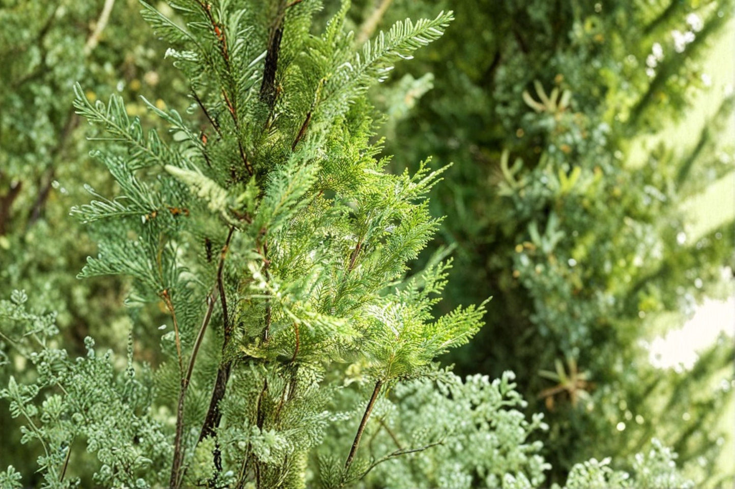 Murray Leyland Cypress - Cupressocyparis leylandii ‘Murrayii’ Evergreen Conifer Tree