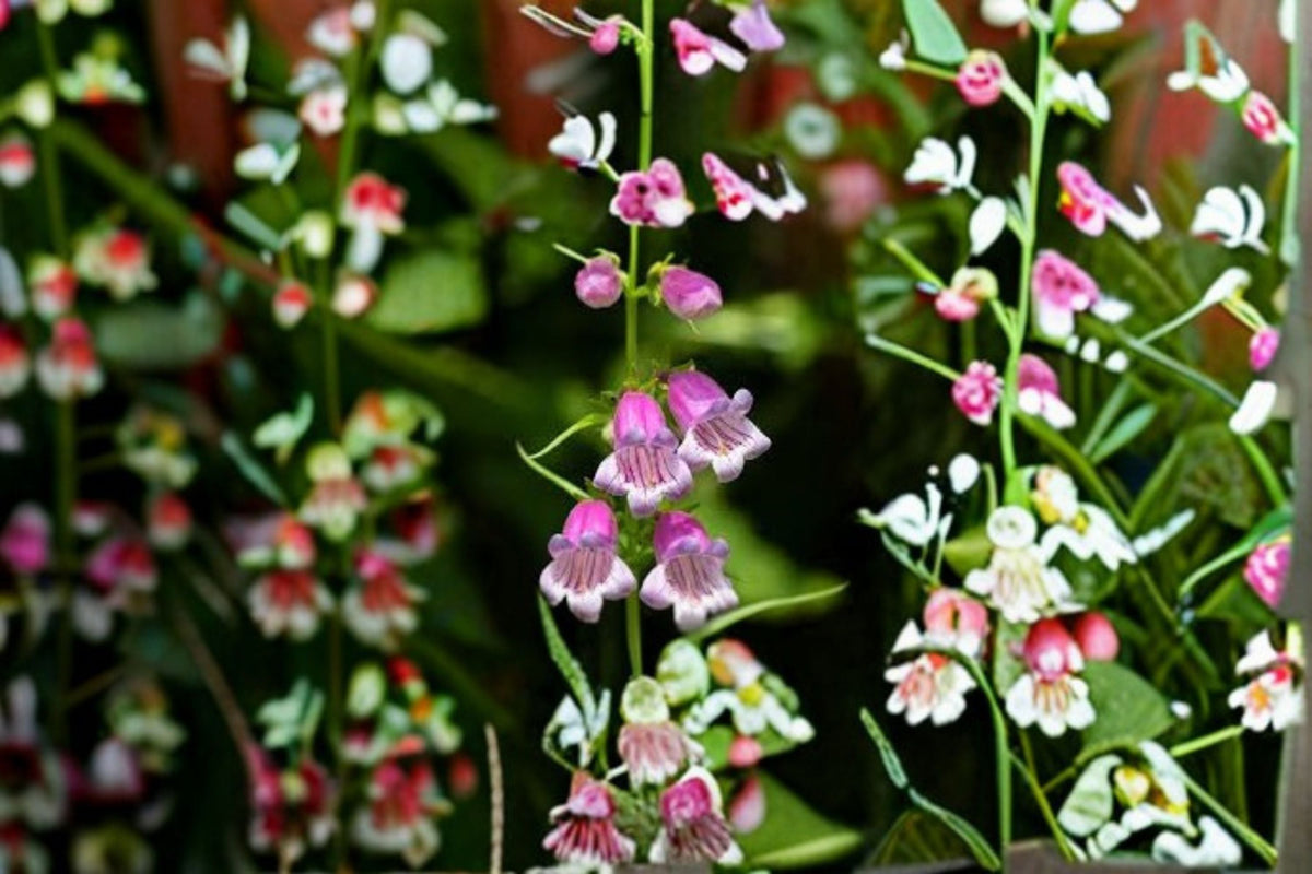 Showy Beardtongue Seeds - 40 Pack - Pink White Wildflower - Penstemon cobaea - Native Perennial Flower for Garden Planting