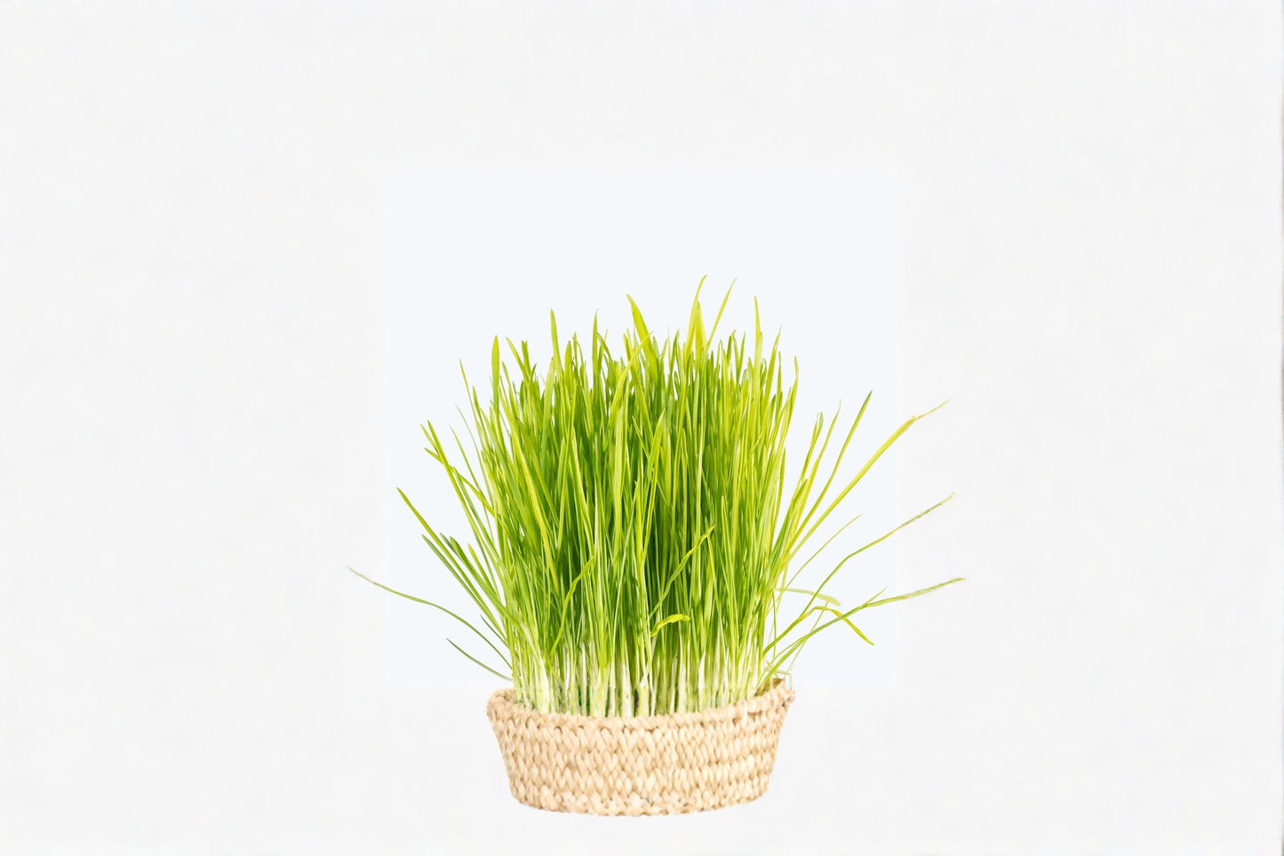 Cat Grass (Dactylis glomerata) - Fast-Growing Edible Plant for Pets, Ideal for Containers