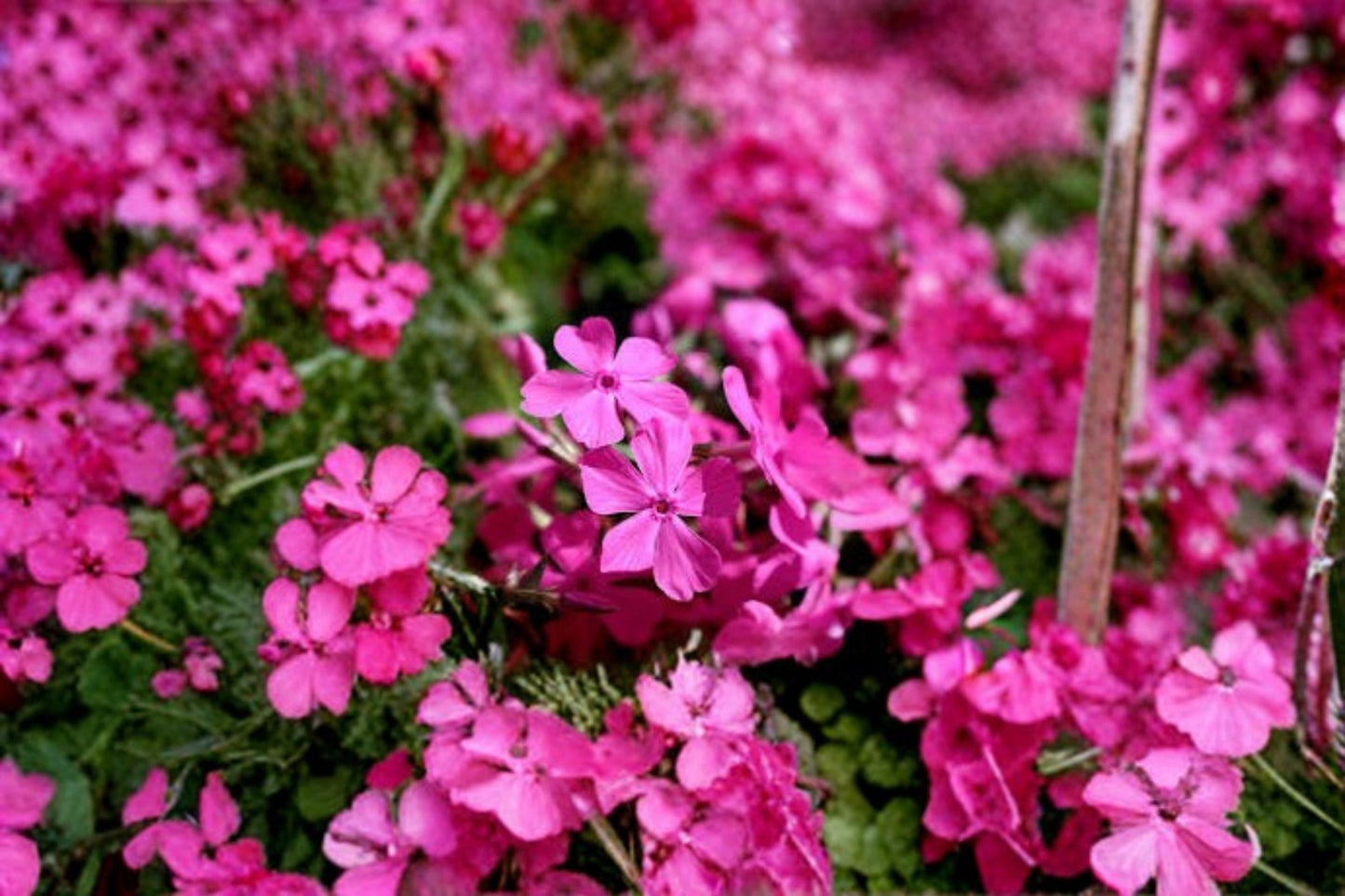Creeping Phlox Goldiphlox Cherry - Pink Spring Blooms Perennial Groundcover Plant