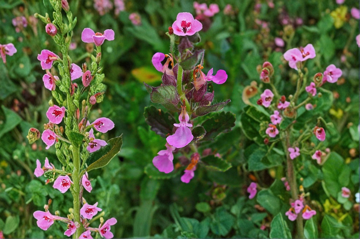Wall Germander Plant – Teucrium chamaedrys Evergreen Shrub with Purple Flowers