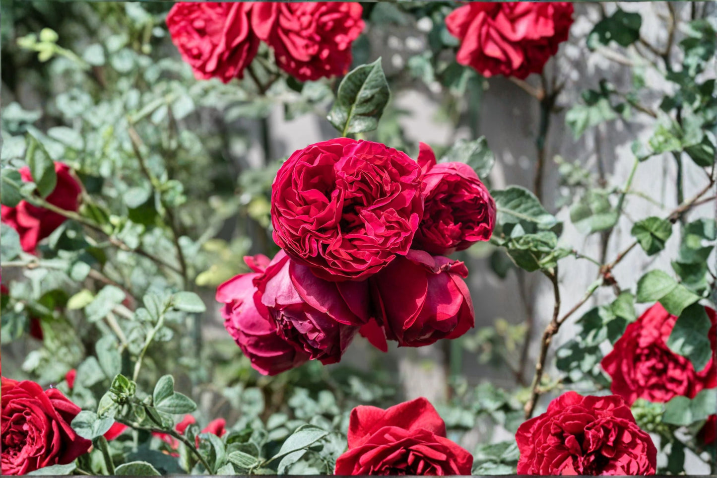 Red Eden Climbing Rose Live Plant – 1.5 Gal Crimson Red Rose