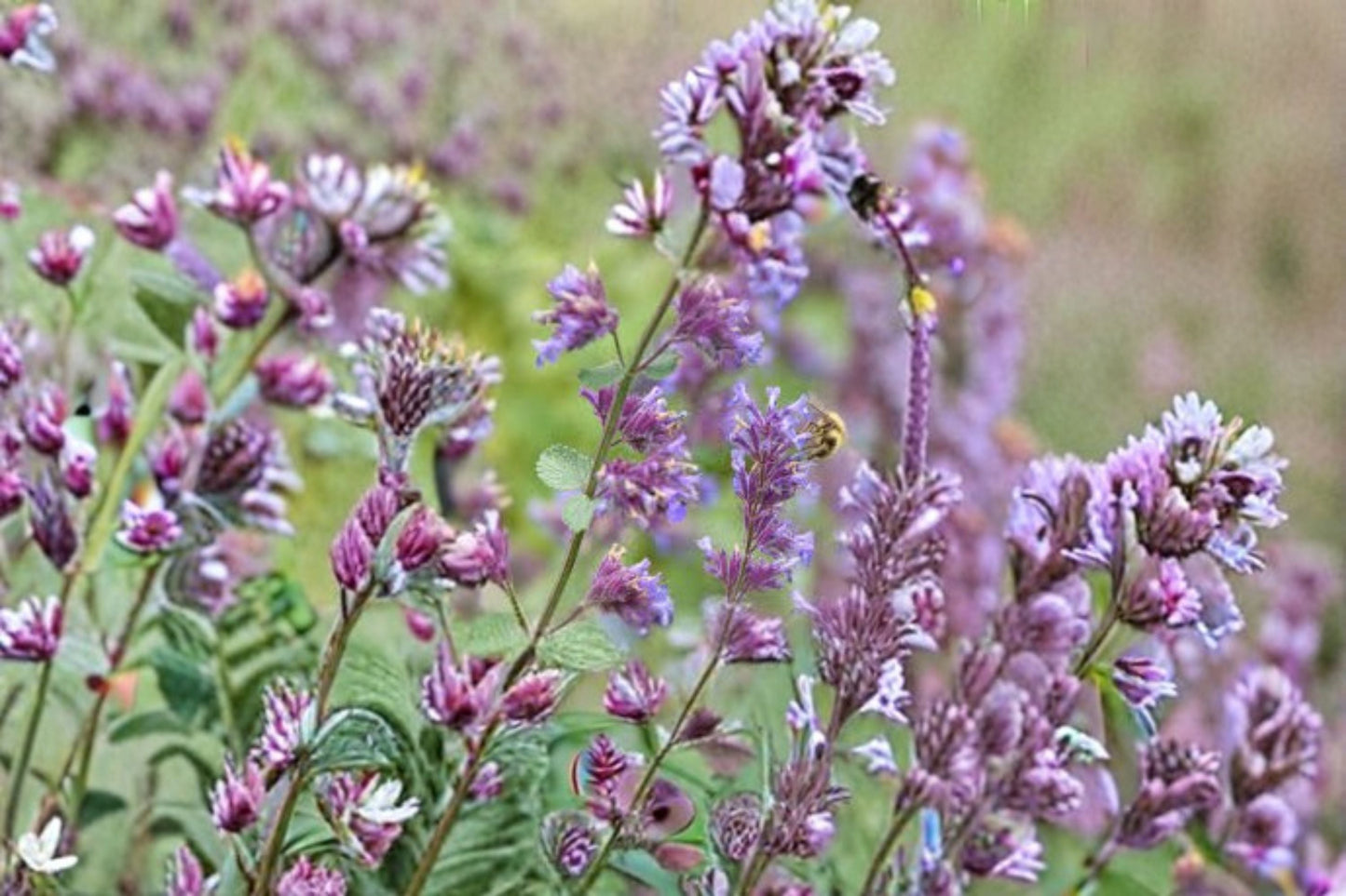 Catnip Plant (Nepeta cataria) - Aromatic Perennial Herb for Garden and Containers