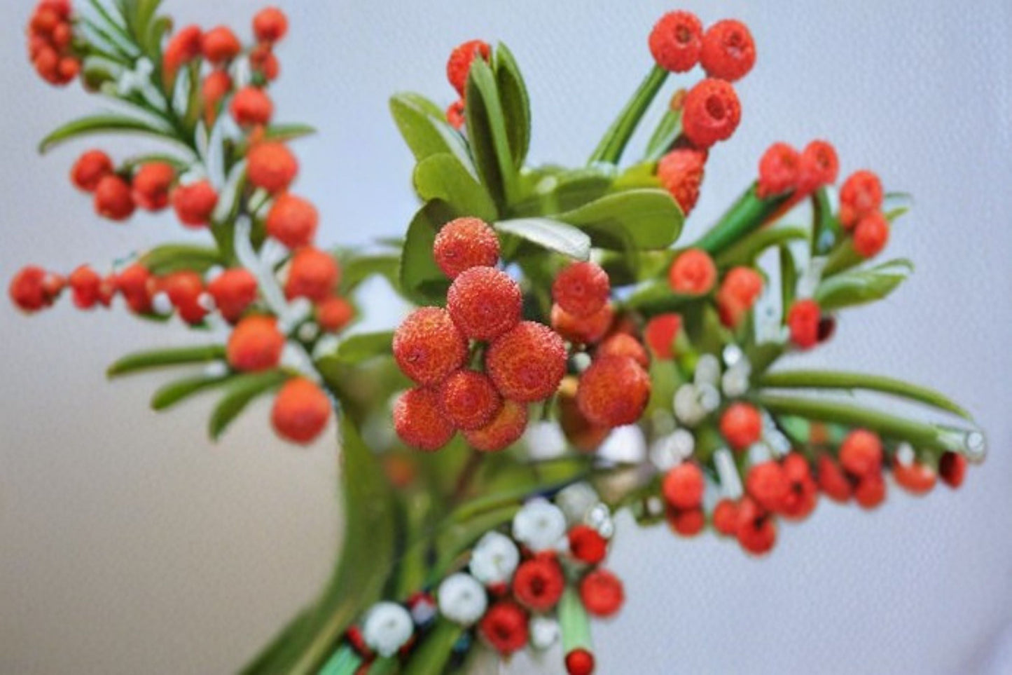 Strawberry Tree 1 Plant – Arbutus unedo Evergreen Ornamental and Edible Tree