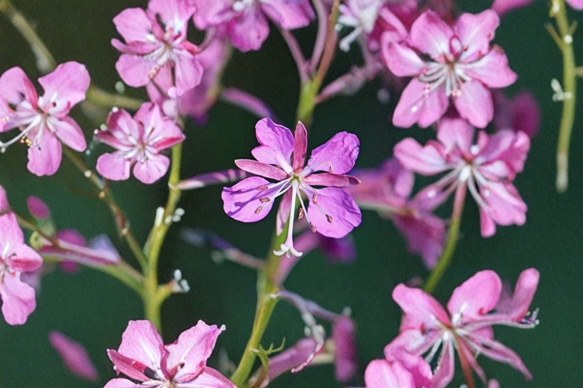 Fireweed Seeds 500 Count | Pink Purple Wildflower Perennial | Chamaenerion angustifolium | Meadow Garden Plant