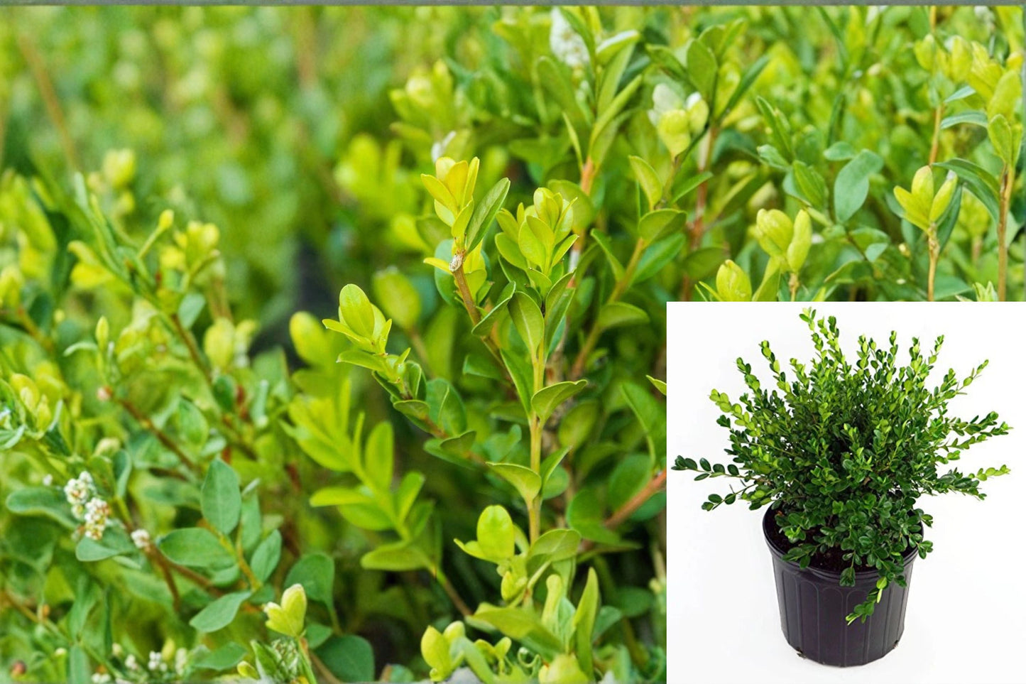 Winter Gem Boxwood Plant – Evergreen Shrub Buxus microphylla var. japonica