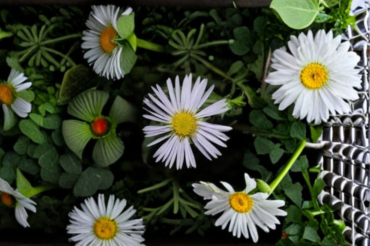 Swamp Aster Seeds 100 Count - Purple Wildflower Perennial (Symphyotrichum puniceum) - Moist Soil Garden Plant
