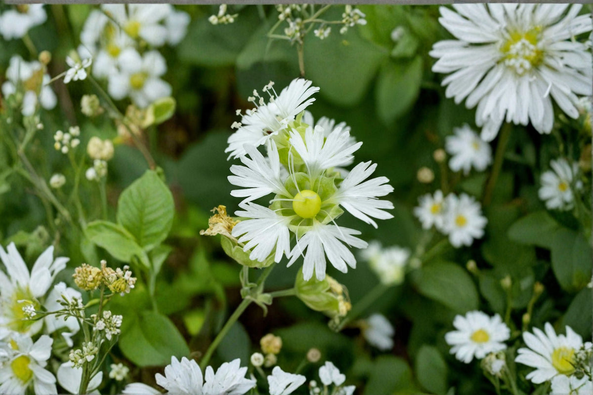 Starry Campion Seeds - 100 White Wildflower Seeds, Native Perennial Flower, Silene stellata for Garden Planting