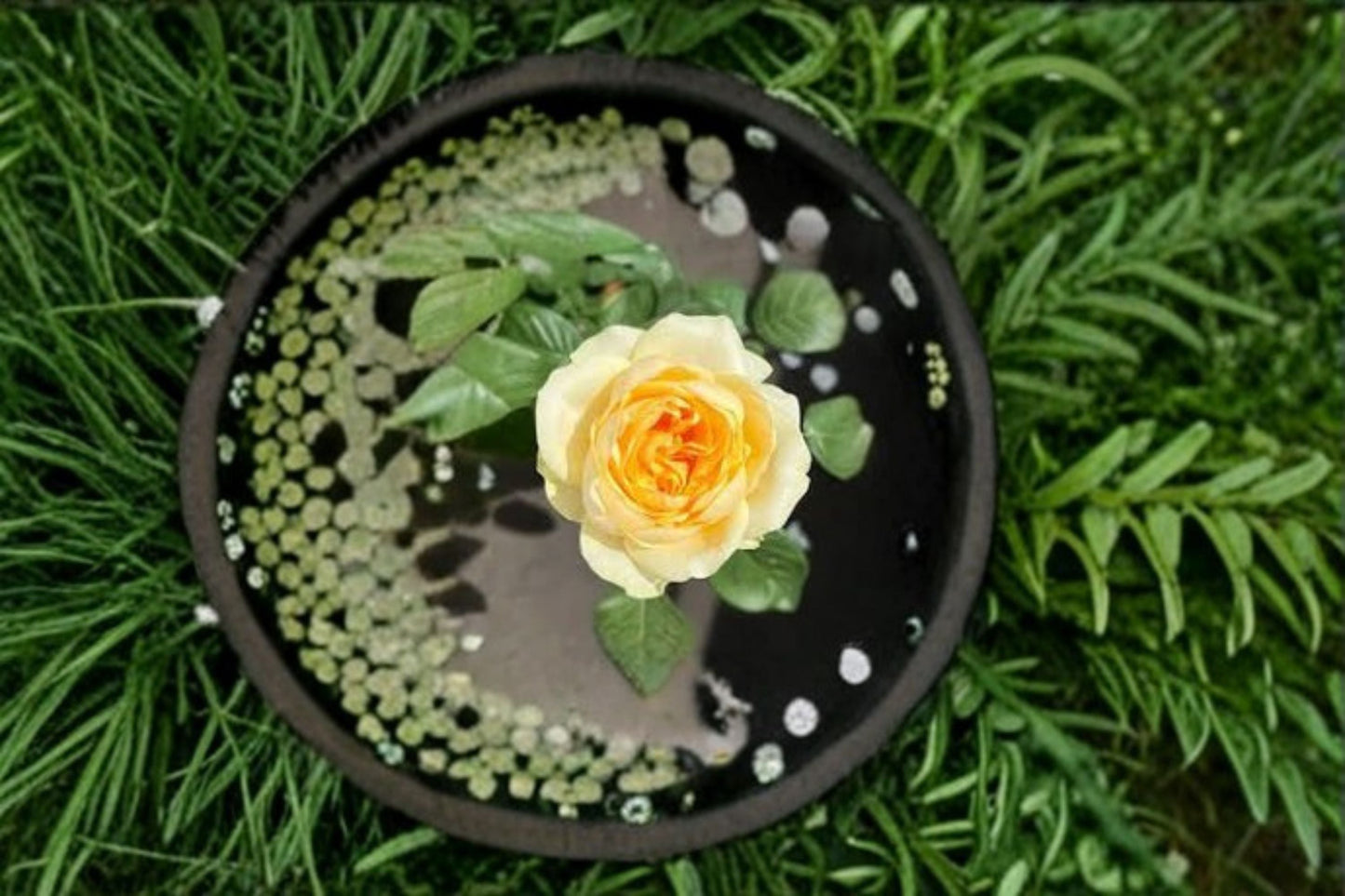 Butter Cup Rose Live Plant – Repeat Blooming Ornamental Cut Rose