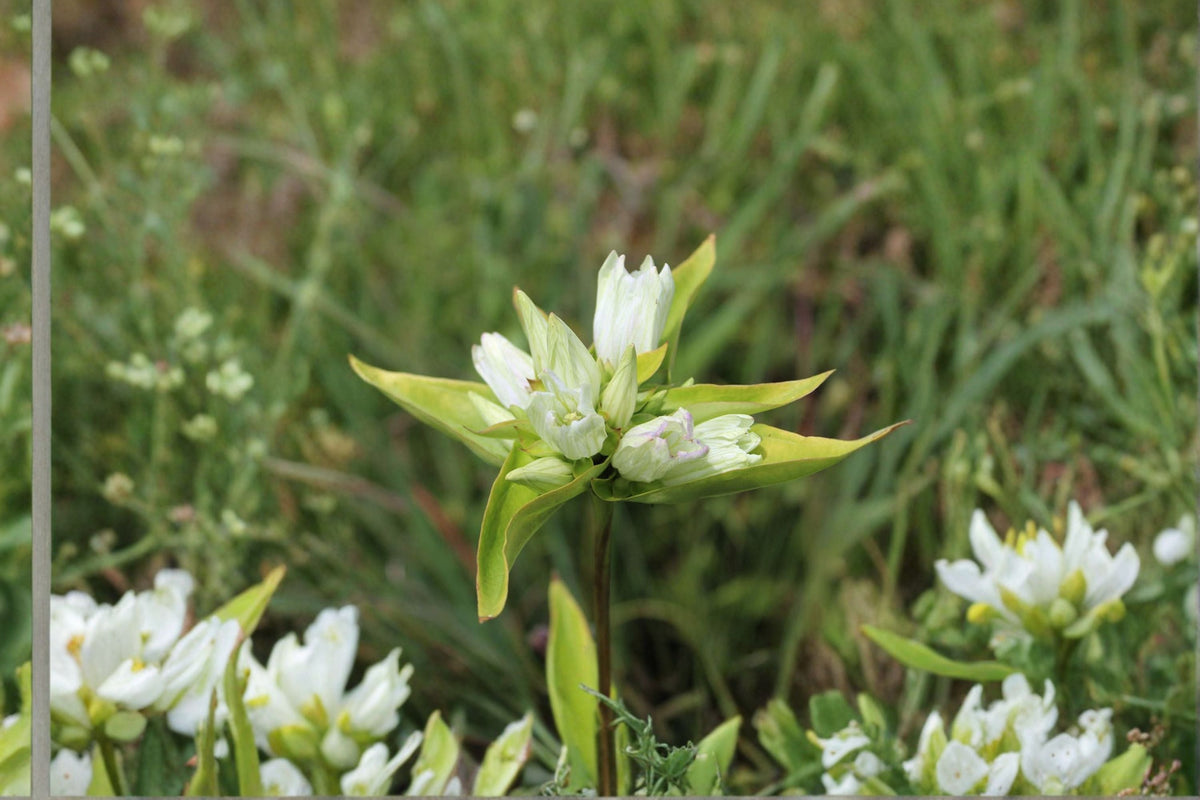Cream Gentian Seeds 100 Pack - Pale Yellow Wildflower Perennial (Gentiana flavida) - Native Plant for Garden Planting