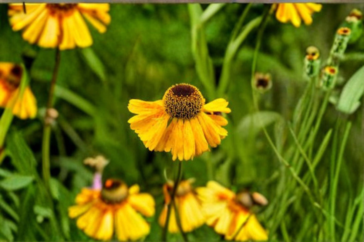 Autumn Sneezeweed Seeds 100 Count Helenium autumnale Yellow Orange Red Perennial Wildflower Garden Pollinator Plant