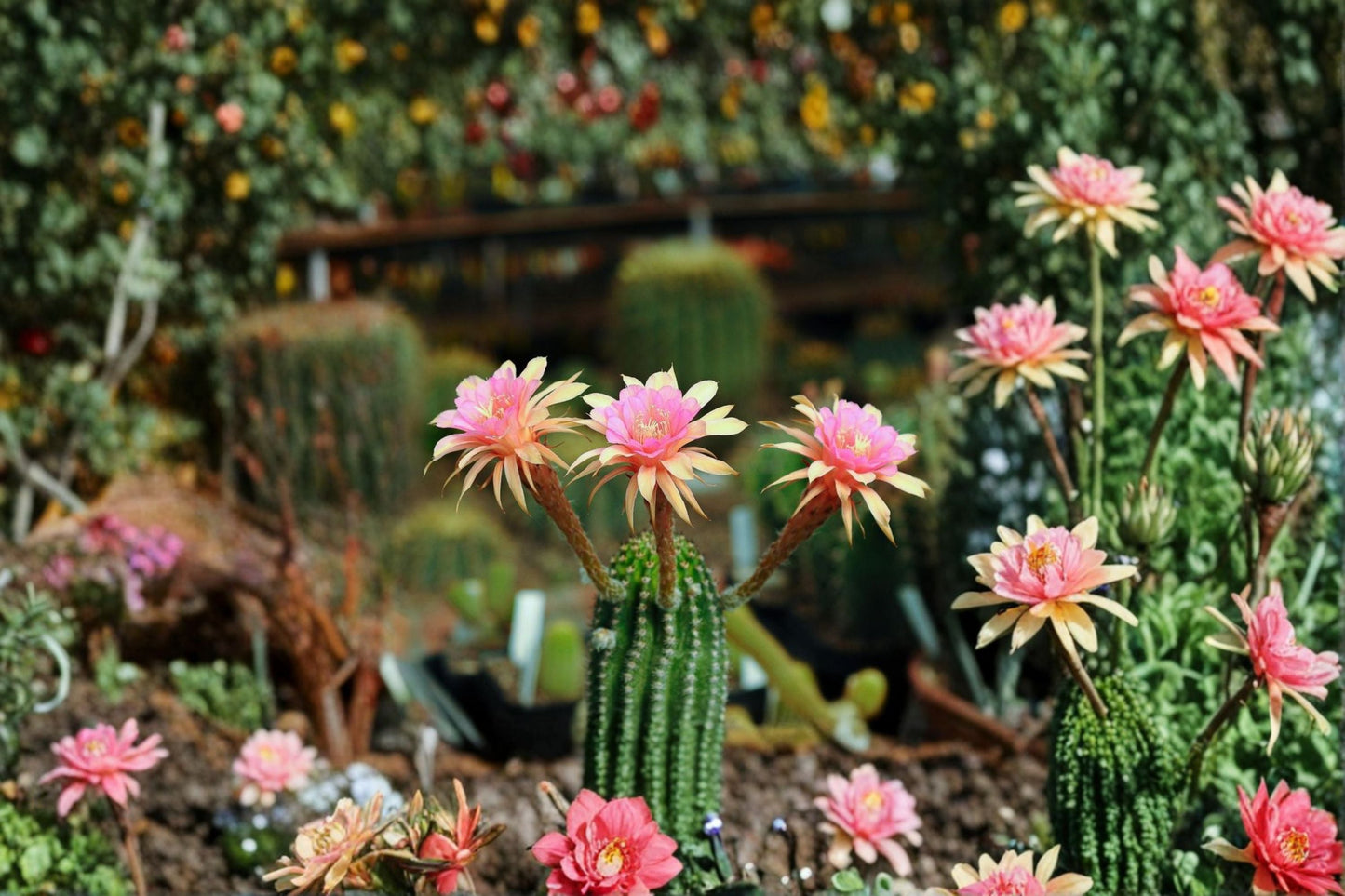 Hildewintera LiLo Fee Hybrid Cactus Plant – Trailing Indoor Cactus for Containers & Hanging Displays