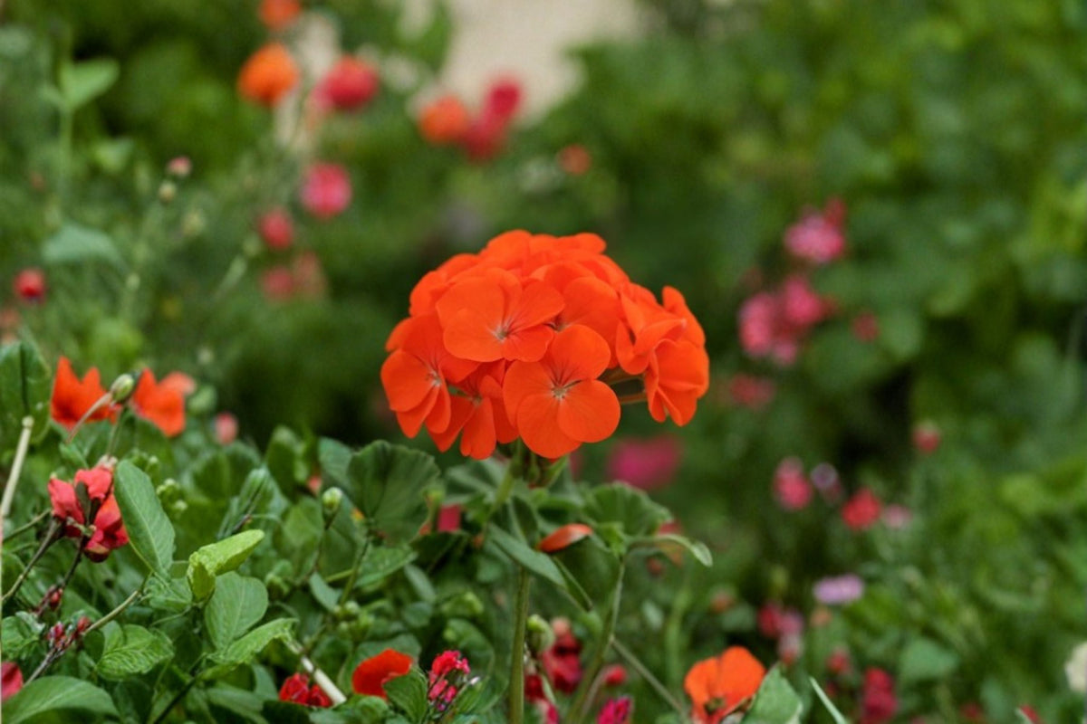 Zonal Geranium Cuttings - 5 Fresh Pelargonium × hortorum - Orange-Red Blooms for Garden & Containers