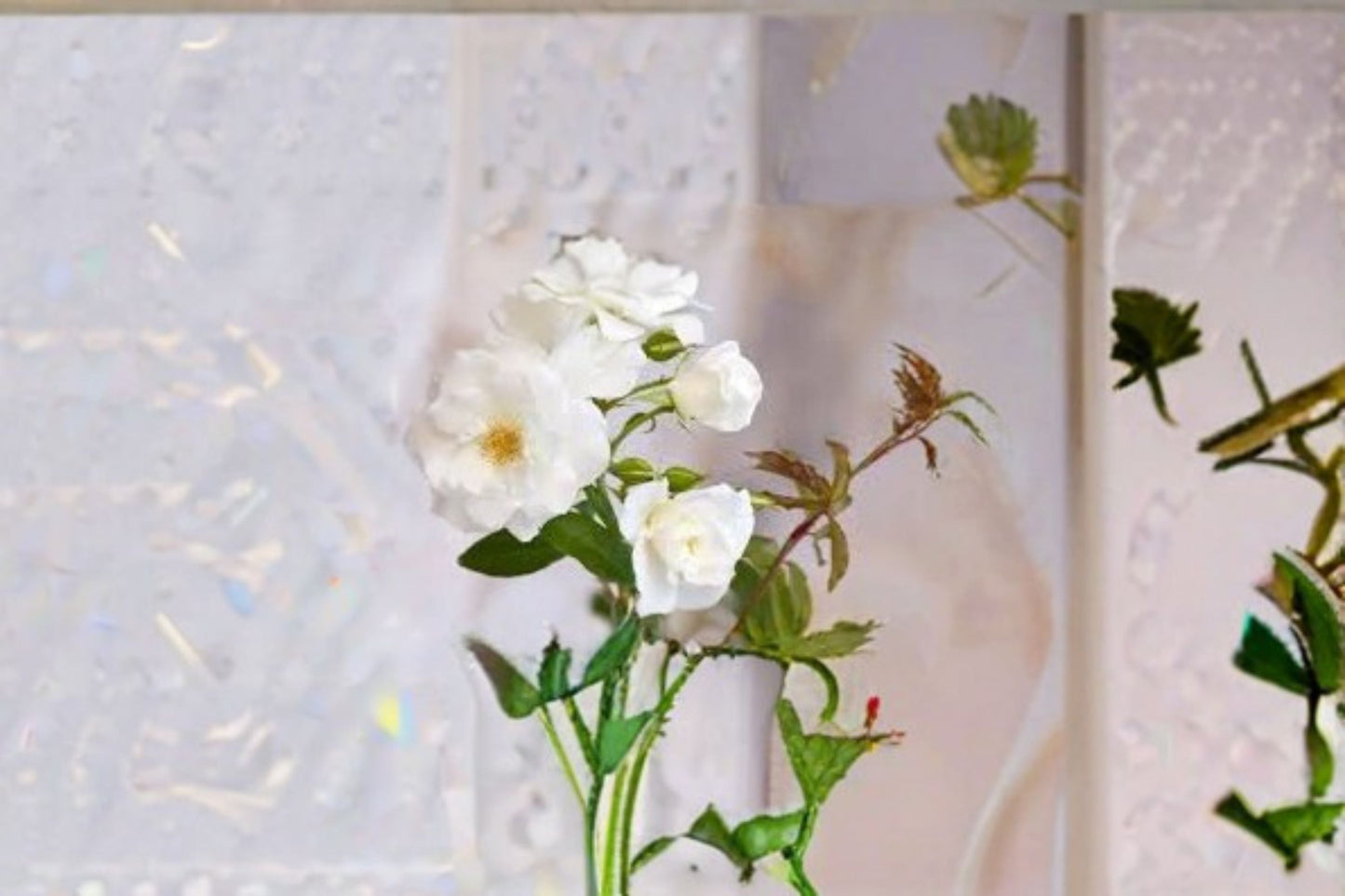 Iceberg Rose Live Plant – 1.5 Gal Floribunda White Rose