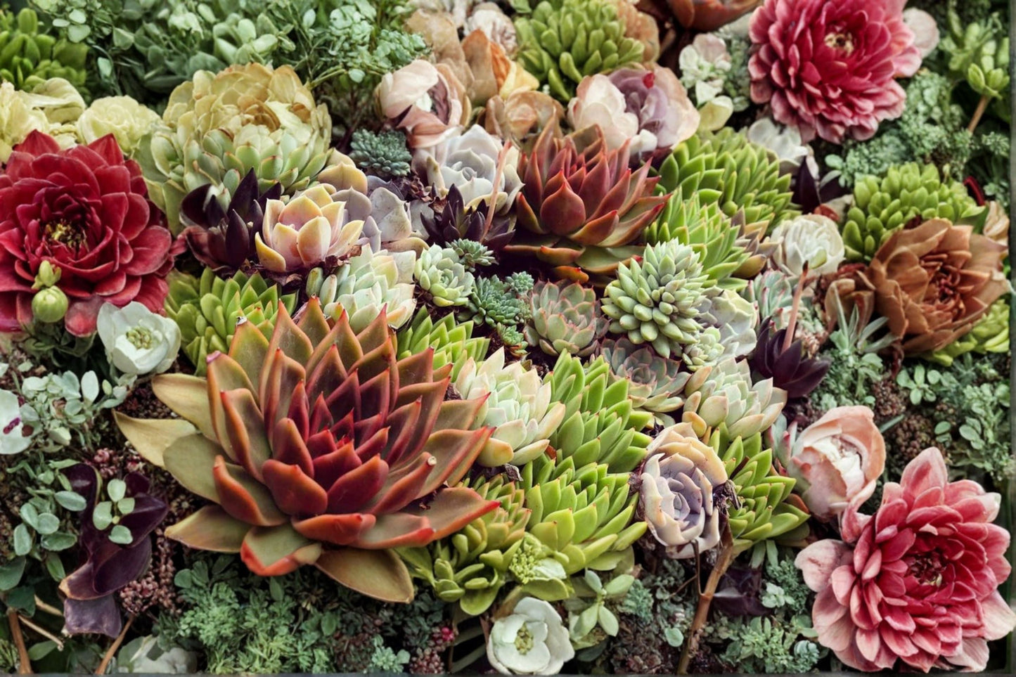 Hens and Chicks Colorockz Succulent Plant – Sempervivum spp. for Rock Gardens & Containers