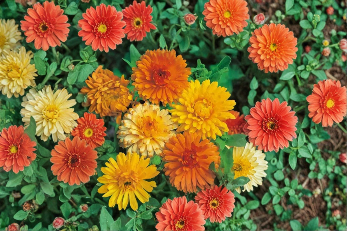 Calendula Seeds 100 Count Pacific Beauty Orange Annual Flower (Calendula officinalis) for Garden Bedding & Borders