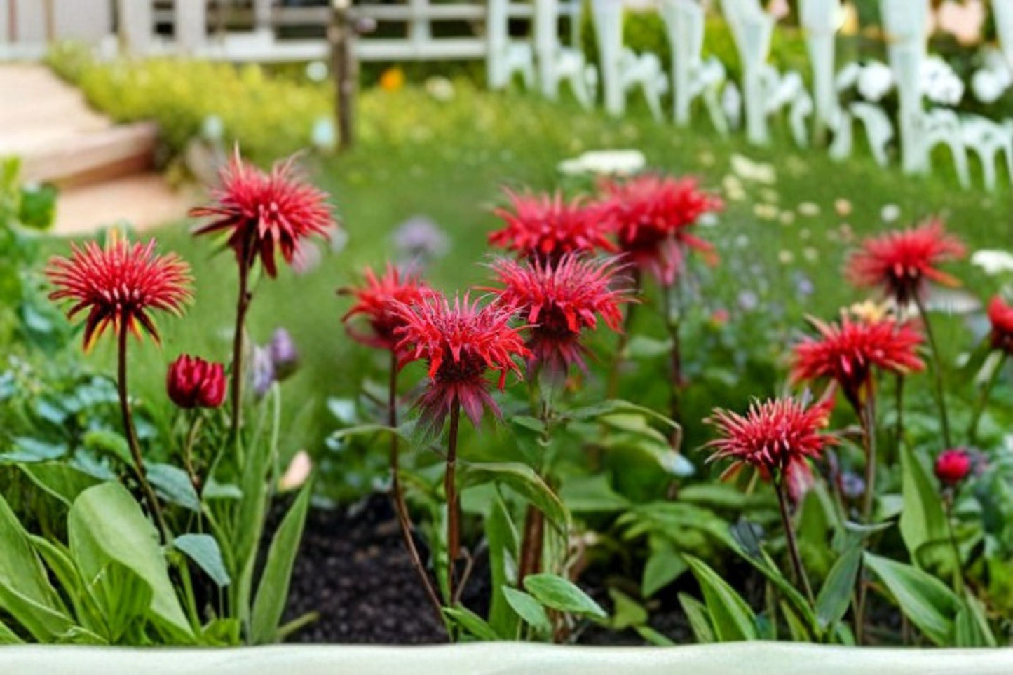 Bee Balm Plant (Monarda didyma) - Perennial Pollinator Flower for Garden Beds & Borders