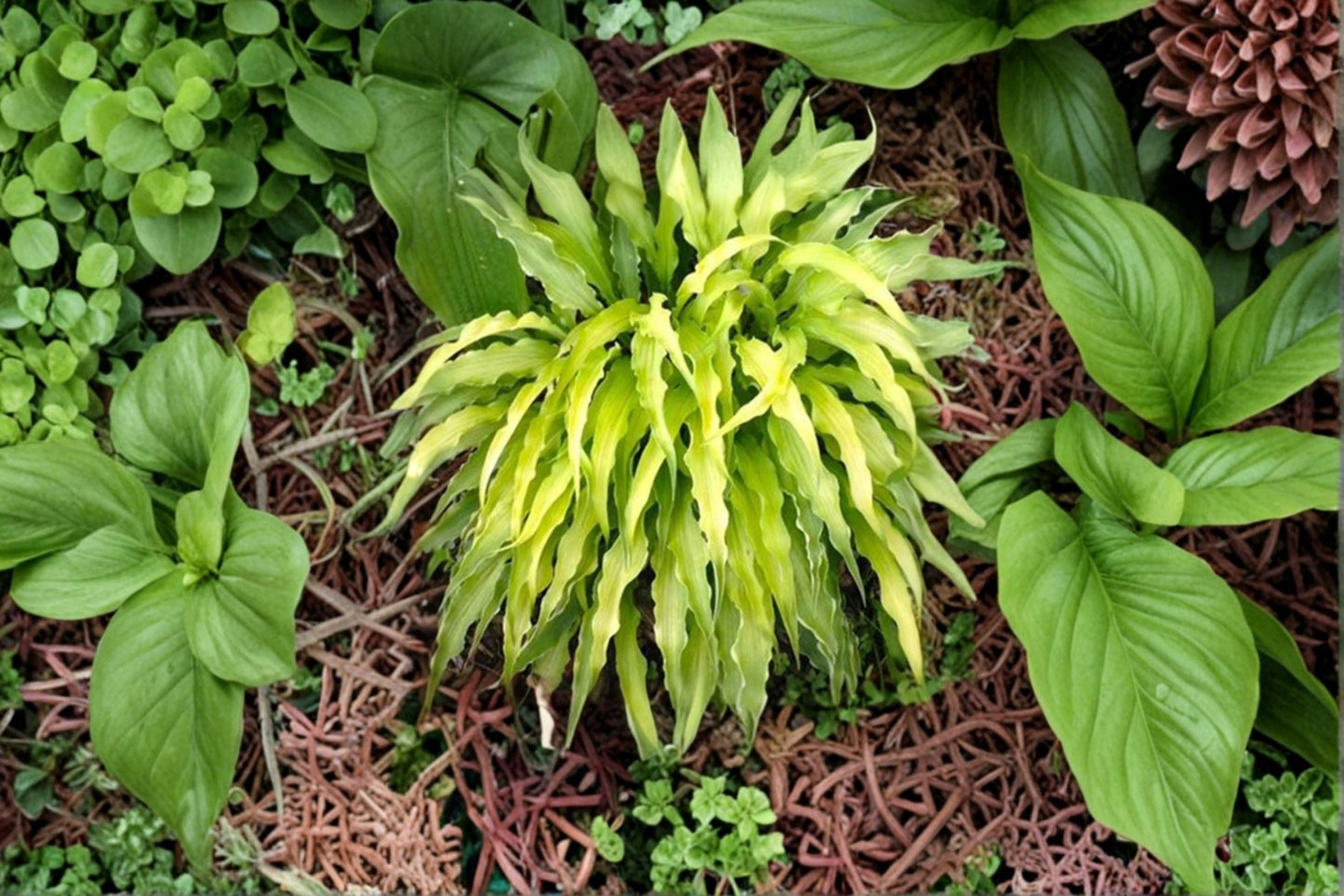 Curly Fries Hosta Plant – Perennial Shade Garden Plant with Golden Wavy Foliage