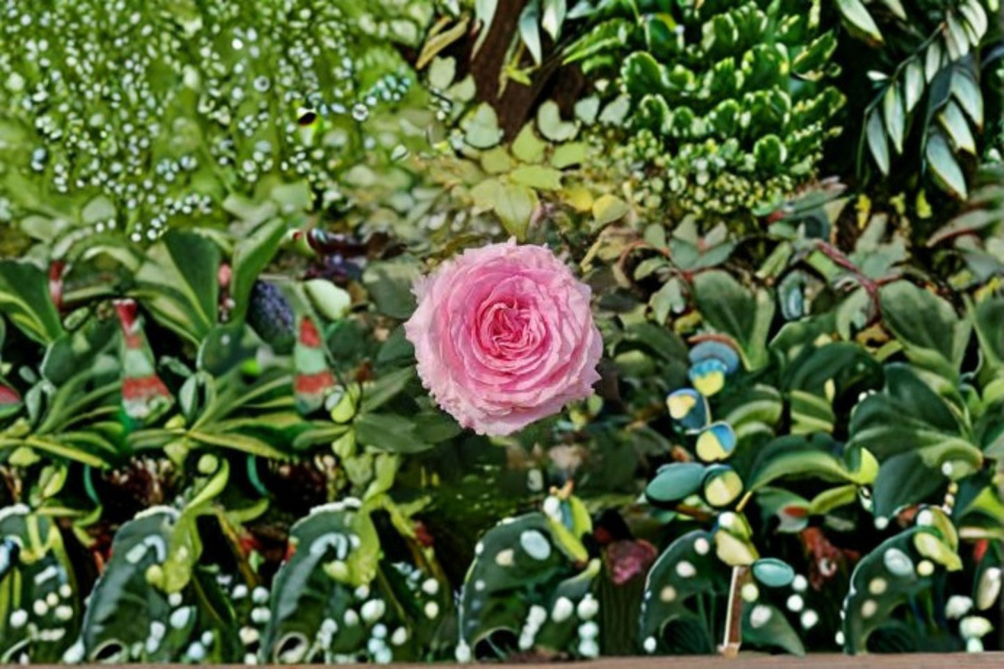 Mandela Rose Own Root Live Plant – Pink Cut Rose with Repeat Blooming