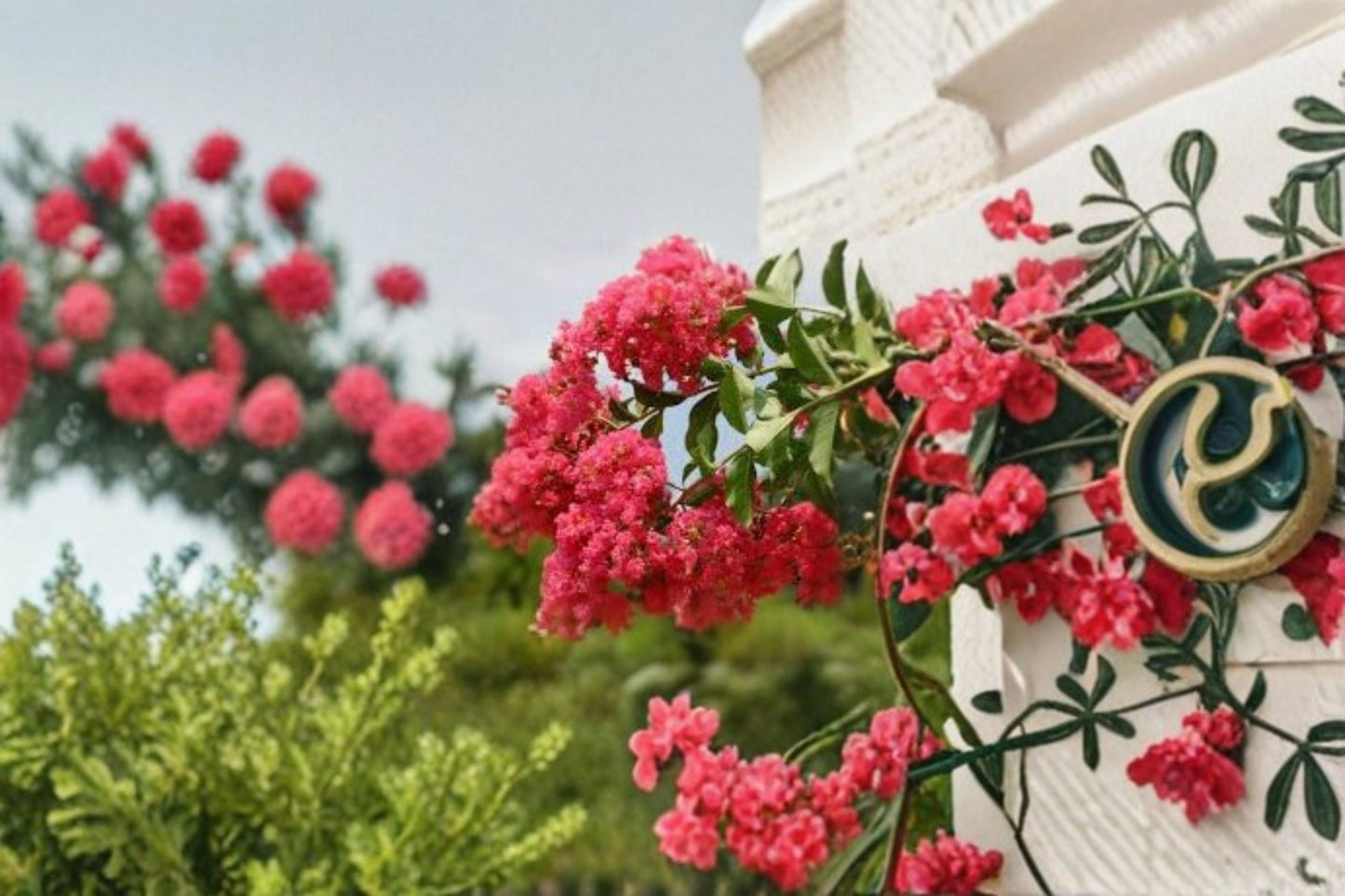 Tuscarora Crape Myrtle Live Plant – Hot Pink Flowering Tree for Full Sun Gardens