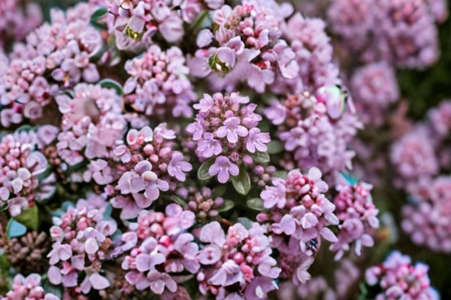 Elfin Thyme Plant – Thymus serpyllum ‘Elfin’ Compact Aromatic Groundcover Herb