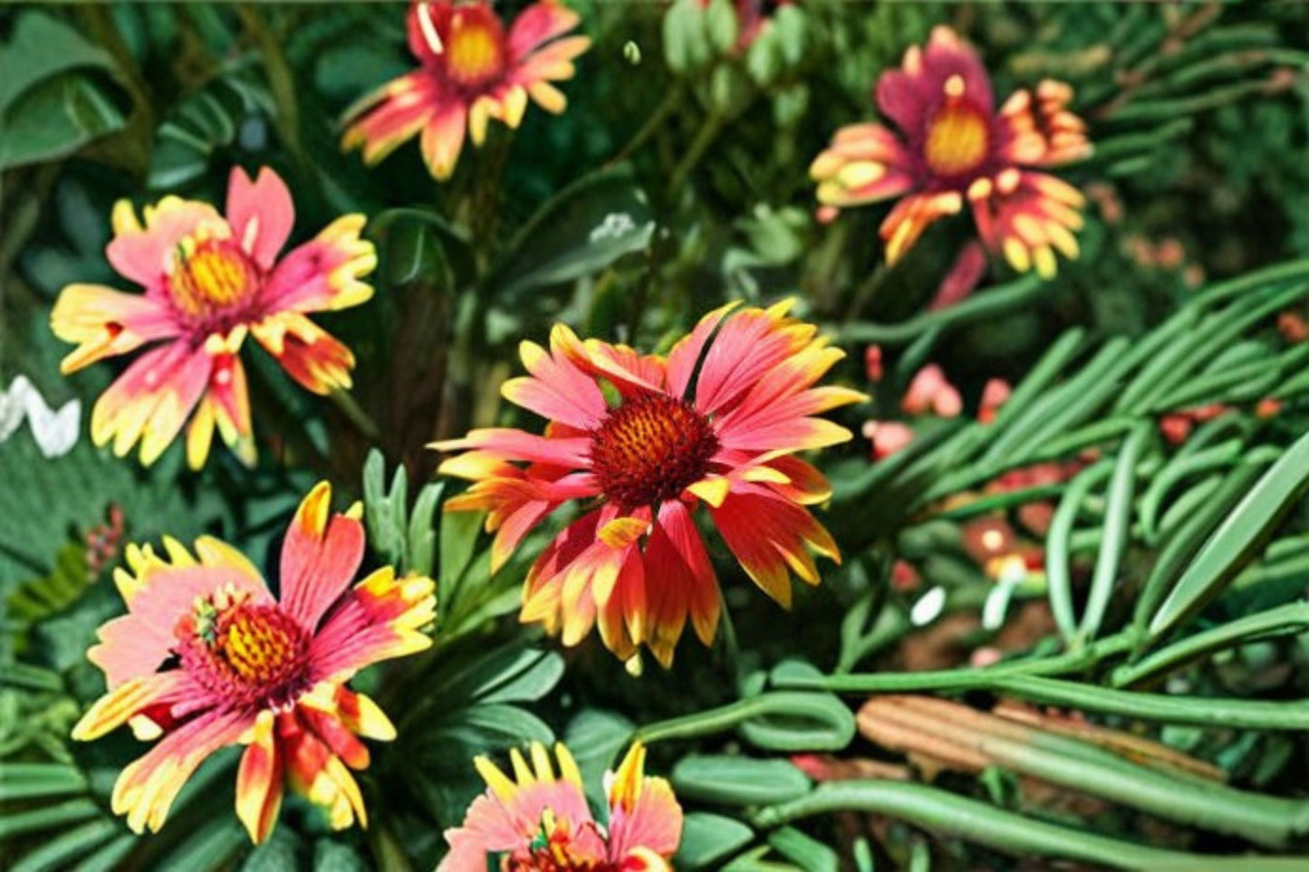 Blanket Flower Plant – Gaillardia spp. Perennial with Bright Daisy-Like Blooms