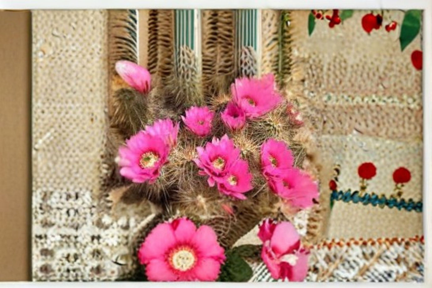 Hedgehog Cactus Stars and Stripes - Echinopsis spp. Hybrid Cactus Plant for Indoor and Container Gardening