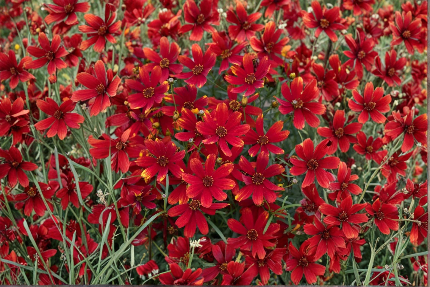 Coreopsis Ladybird Plant – Compact Perennial with Vibrant Red Blooms | Coreopsis verticillata