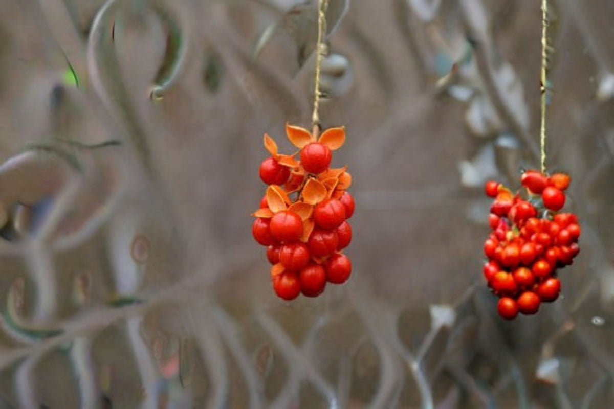 American Bittersweet Seeds - 30 Celastrus scandens Orange Berry Climbing Vine for Garden Trellises and Landscape Decor