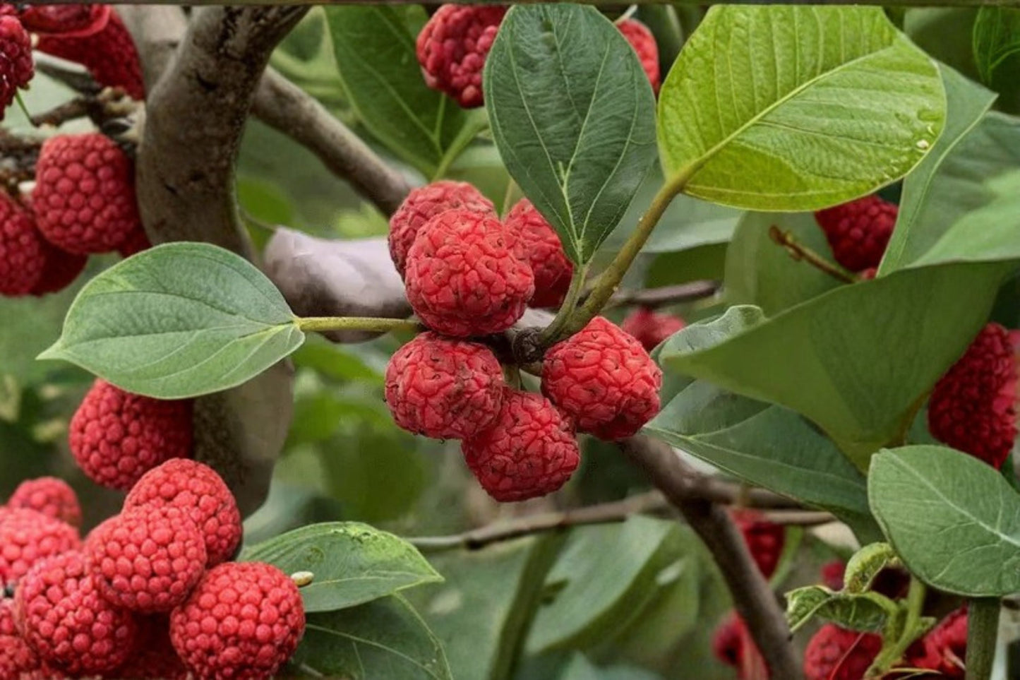 Seedless Che 5 Scions – Cudrania tricuspidata Deciduous Fruit Tree Scion Wood for Grafting