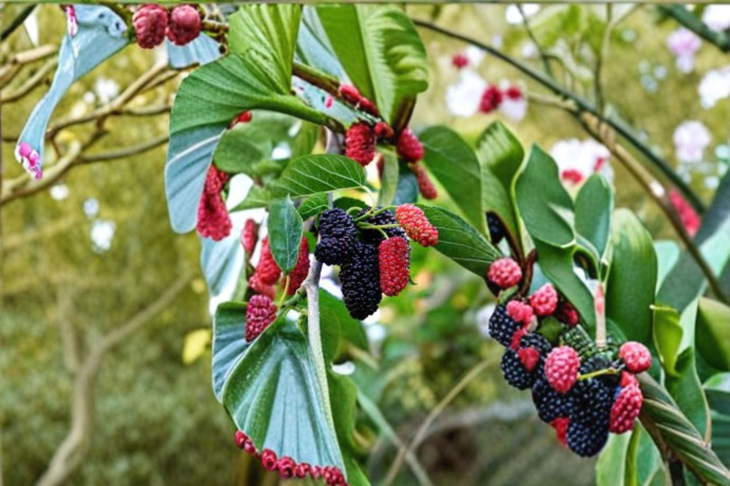 Dwarf Everbearing Mulberry Plant Morus nigra - Compact Fruit Tree for Garden & Containers
