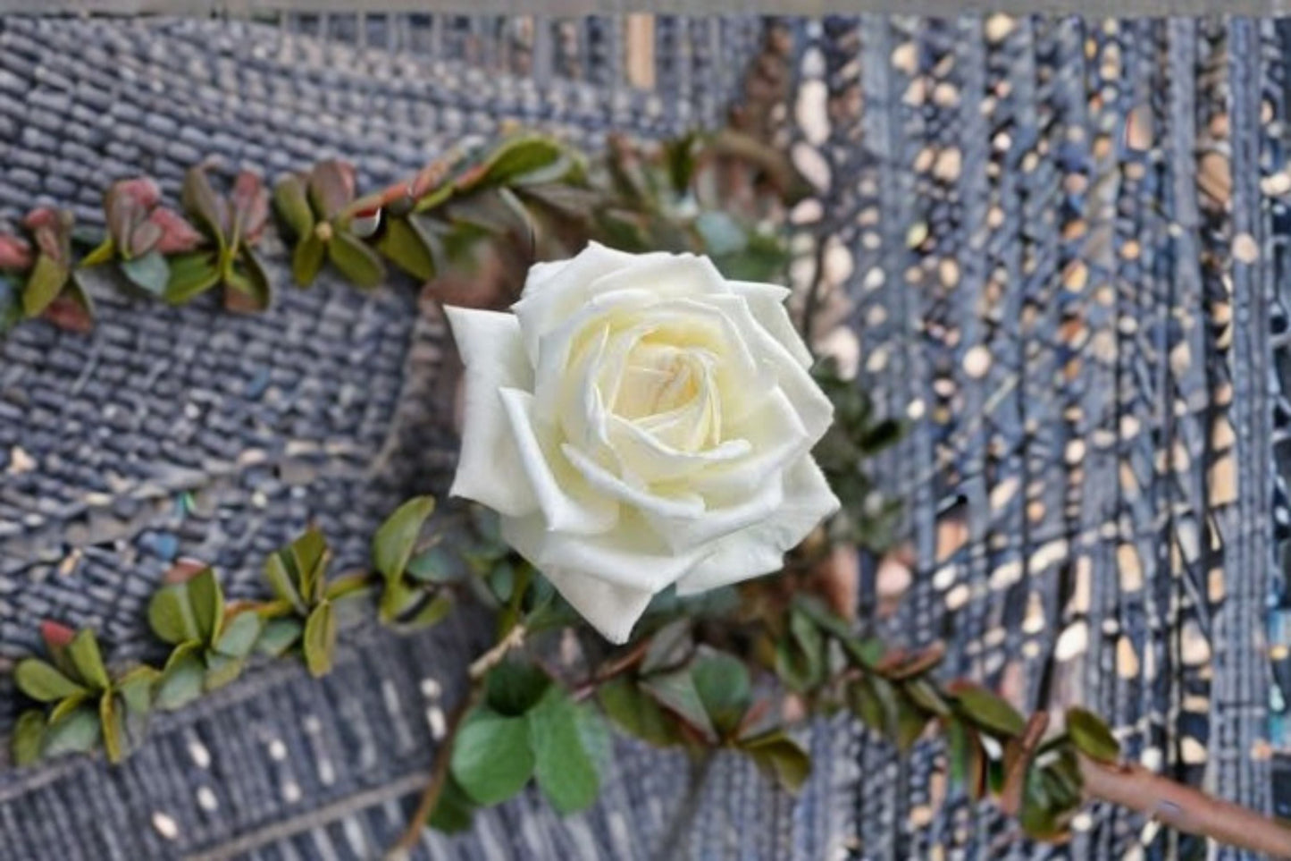Jeanne Moreau Rose Live Plant – Fragrant Repeat Blooming Garden Rose