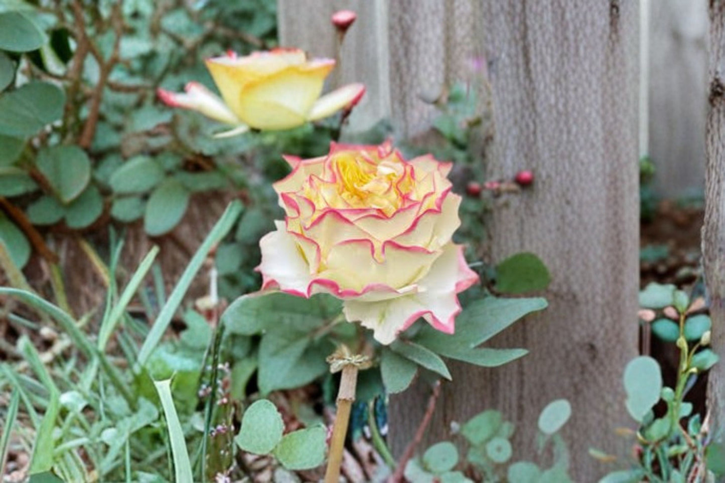 Stylist Rose Live Plant – Apricot Pink Cut Rose | Rosa hybrid