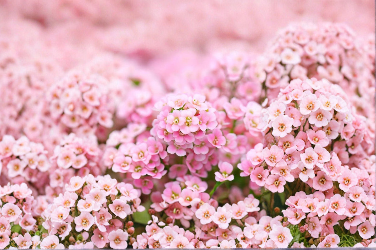 Dwarf Pink Sweet Alyssum Seeds, 100 Pack, Lobularia maritima, Annual Ground Cover Flower Seeds for Garden Planting