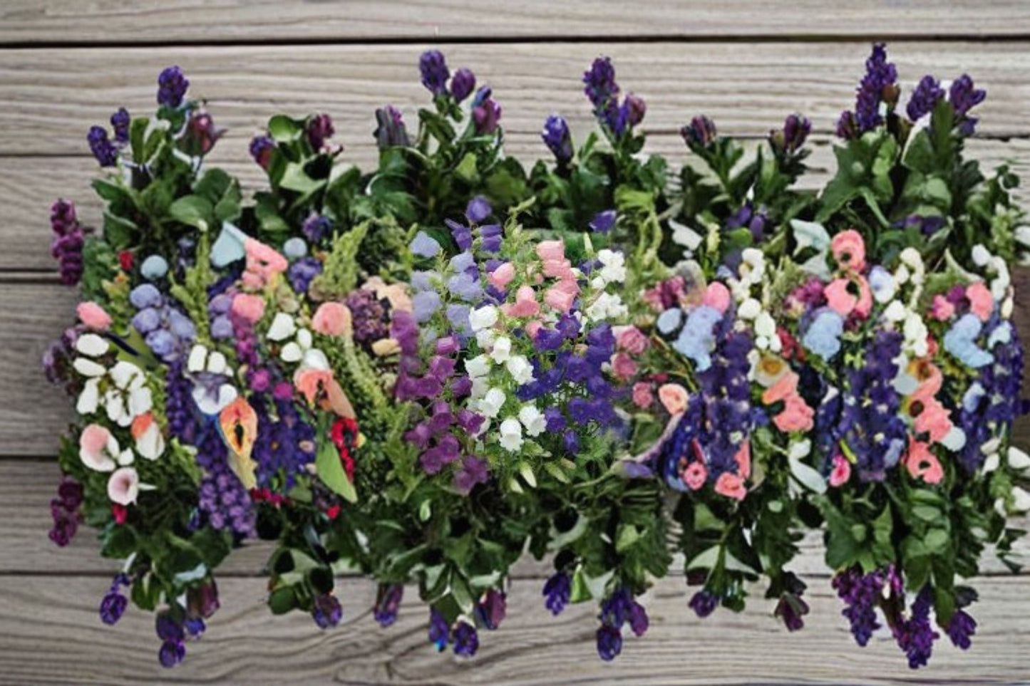 Campanula Champion II Plant – Tall Bell-Shaped Blooms, Campanula medium, Biennial Flowering Plant
