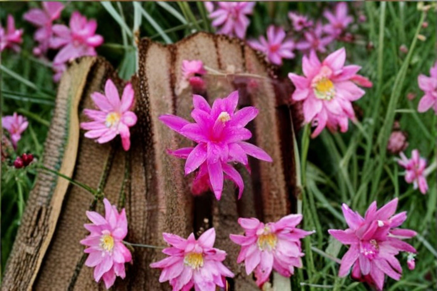 Aporocactus CandyFloss 3 Unrooted Cuttings – Trailing Hybrid Cactus for Containers & Hanging Displays