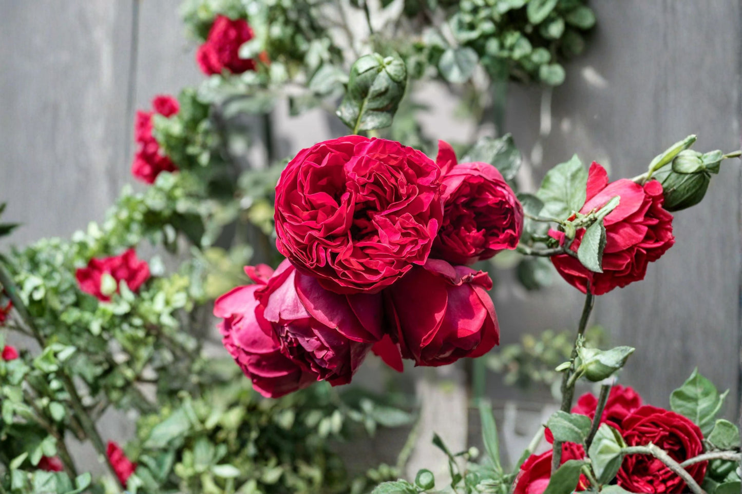 Red Eden Climbing Rose Live Starter Plant – Own Root, Repeat Bloomer