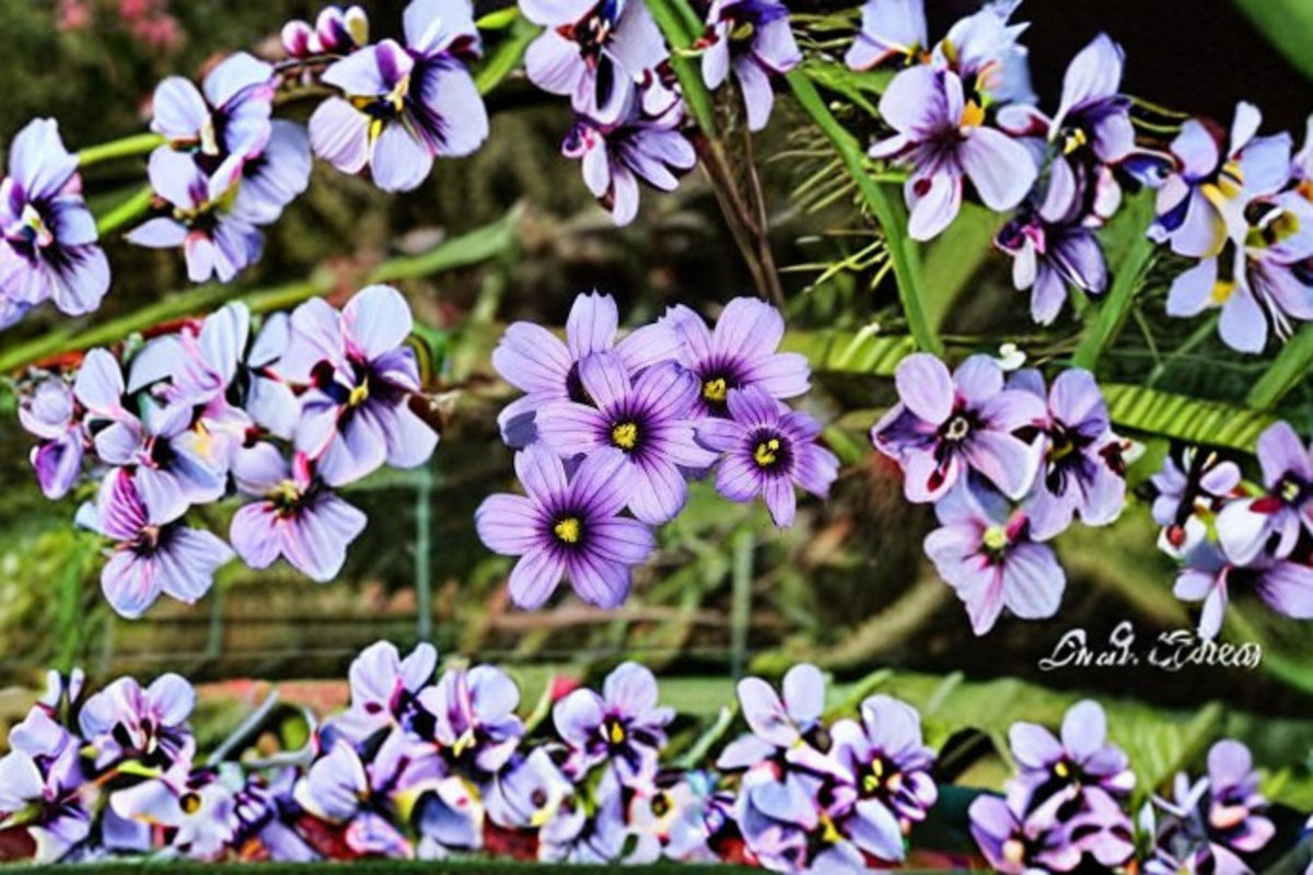 Blue Eyed Grass Seeds 100 Count - Sisyrinchium Bellum Blue Wildflower Perennial for Garden Borders and Meadows