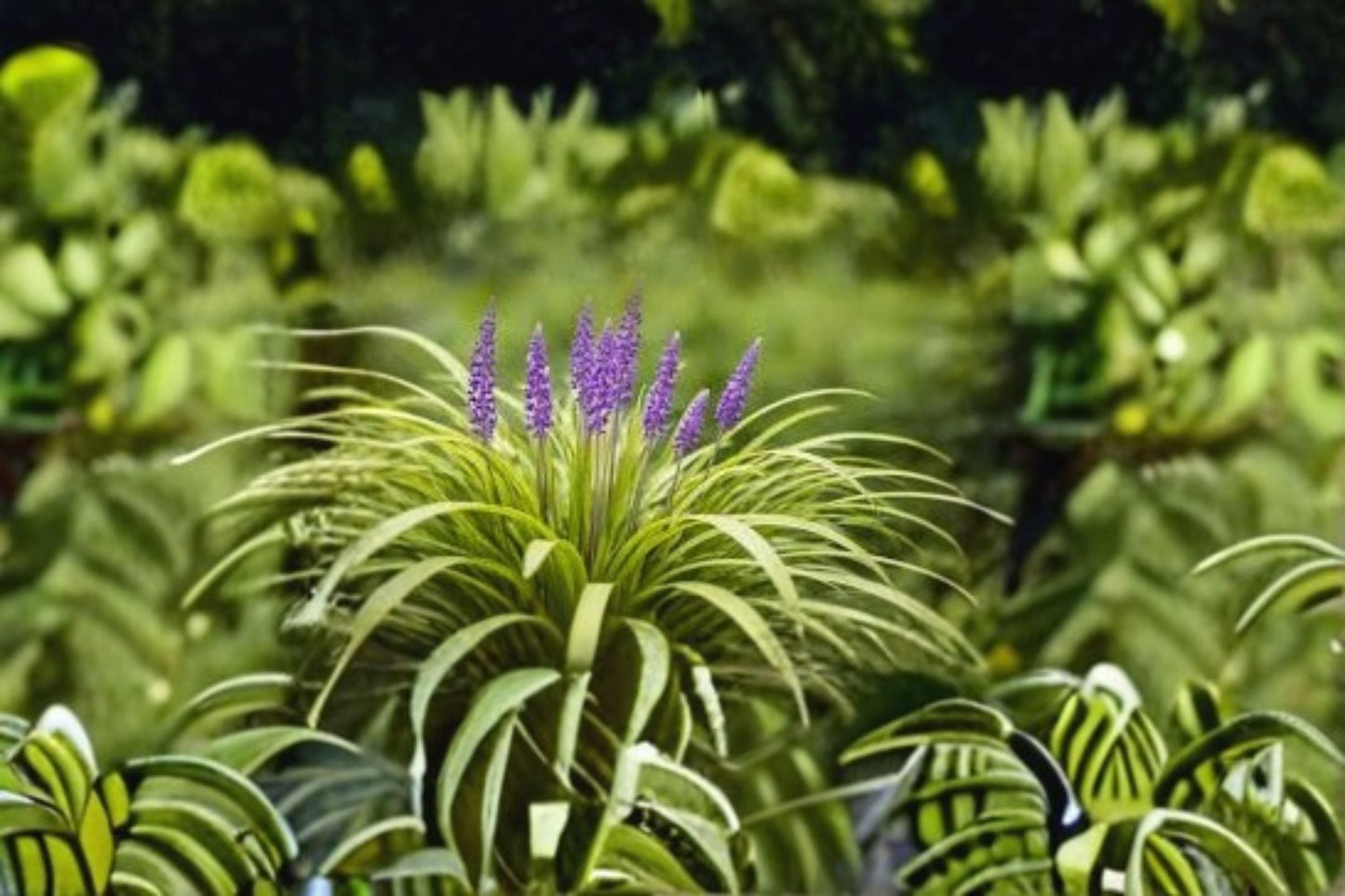 Big Blue Lilyturf Plant – Liriope muscari ‘Big Blue’ Evergreen Perennial with Purple Flowers