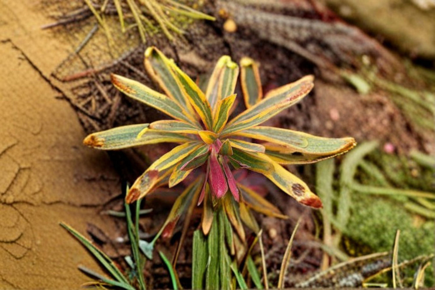 Euphorbia Ascot Rainbow - Variegated Perennial Plant with Multicolor Foliage