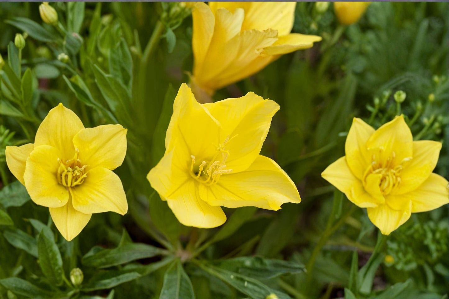 Missouri Evening Primrose Live Plant Clump – Yellow Oenothera Macrocarpa