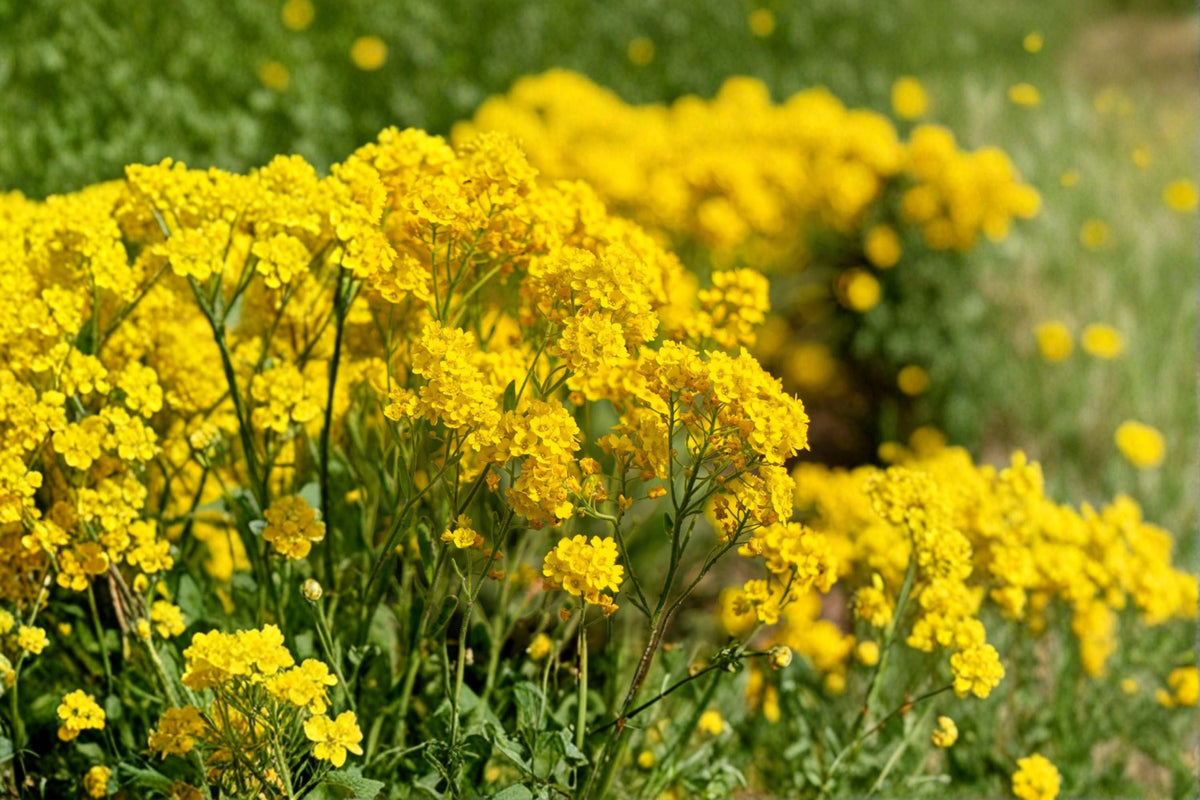 Basket of Gold Seeds 100 Count Yellow Perennial Flower (Alyssum saxatile) for Rock Gardens and Borders