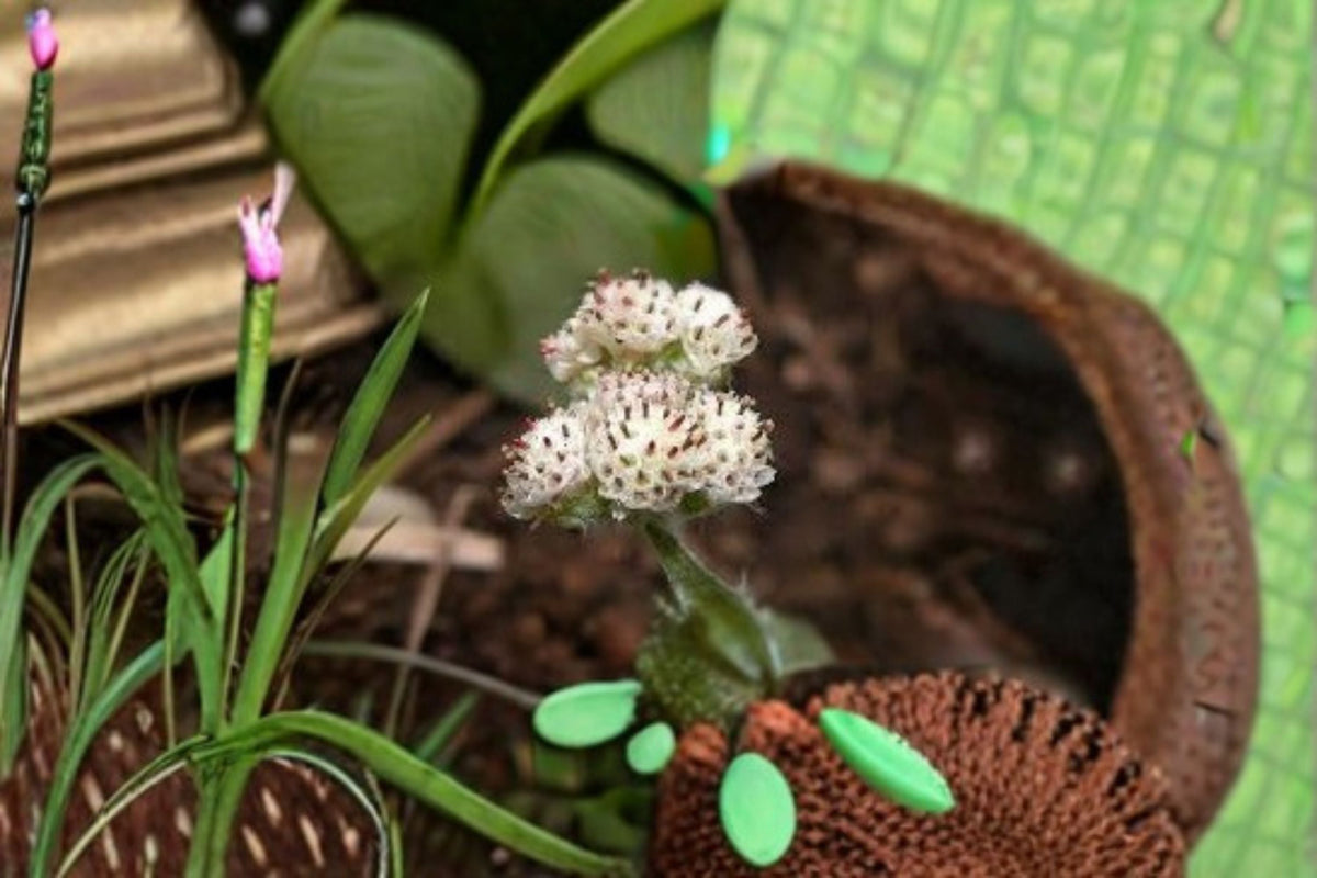 Prairie Pussytoes Seeds - 100 Count - Antennaria neglecta - Native Perennial Ground Cover with White Flowers