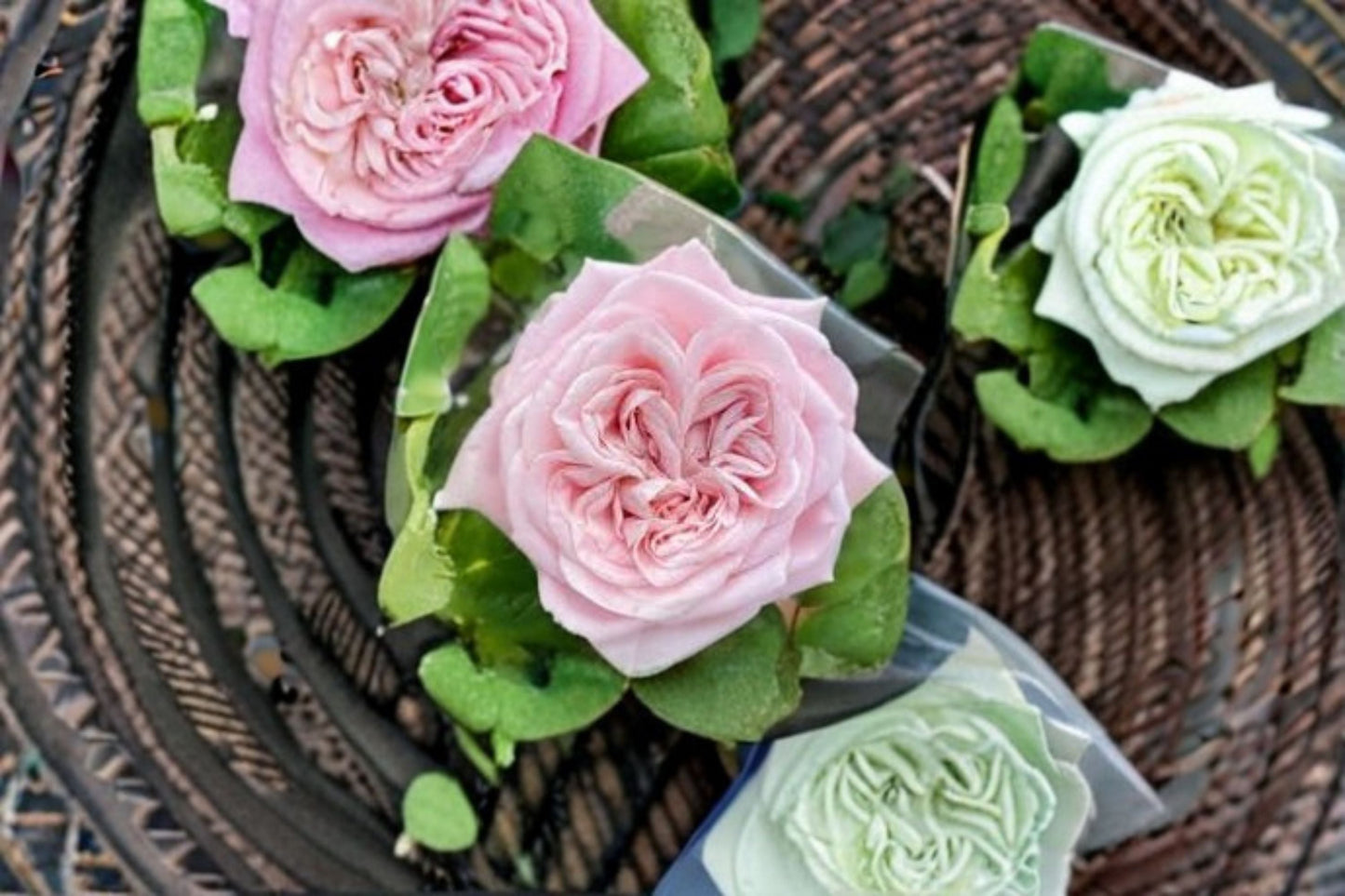 All Four Bouquet Rose Live Plant – Pink Double Cut Rose | Dutch Rosa Hybrid