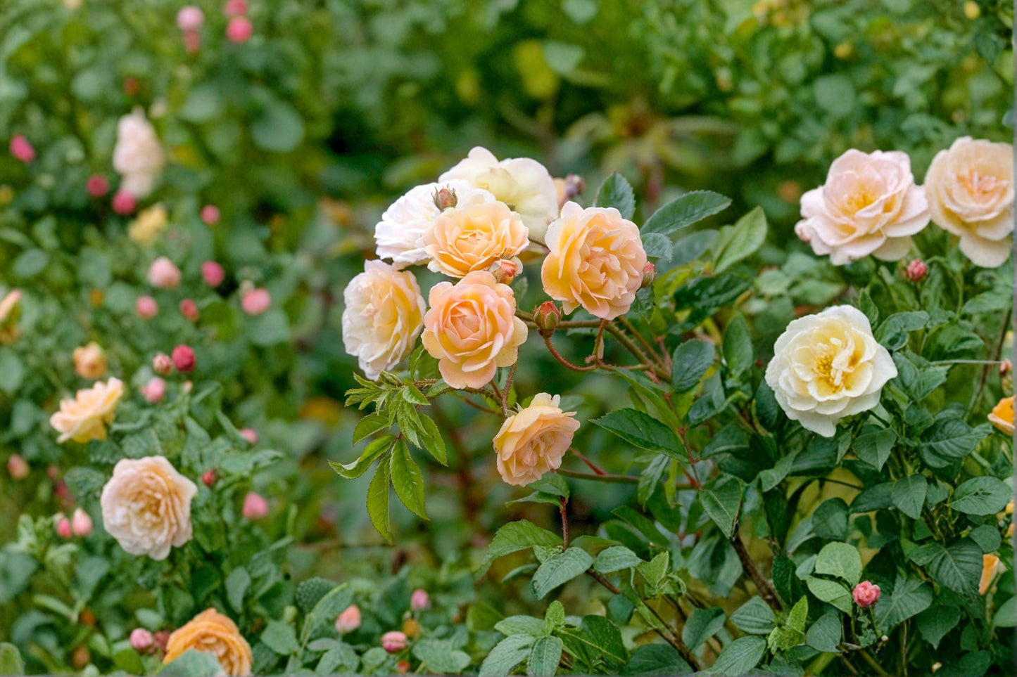 Ghislaine de Feligonde Rose 3 Cuttings – Rambling Apricot to Cream Blooms Rosa Plant
