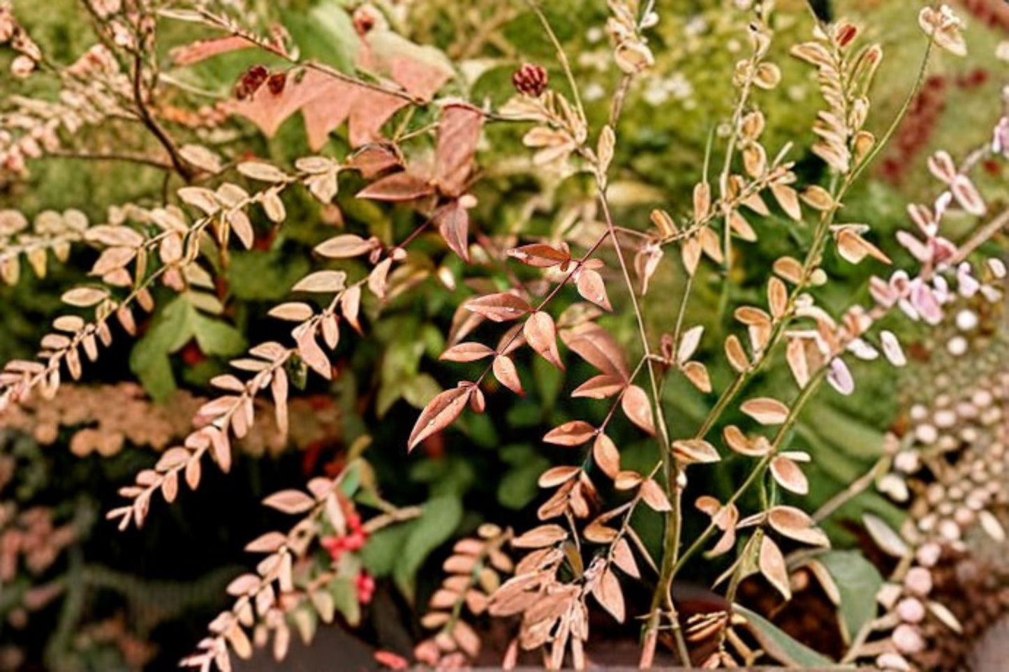 Heavenly Bamboo 1 Plant – Nandina domestica Evergreen Shrub for Hedges and Borders